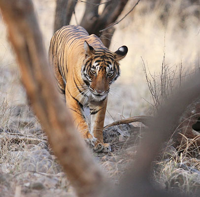 Udaipur Ranthambore Tour