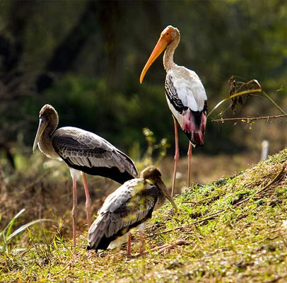 Udaipur Ranthambore Bharatpur Agra Tour